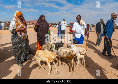 Ziegen auf dem Rindermarkt, Burao, Südost-Somaliland, Somalia, Afrika Copyright: MichaelxRunkel 1184-11371 nur redaktionelle Verwendung Stockfoto