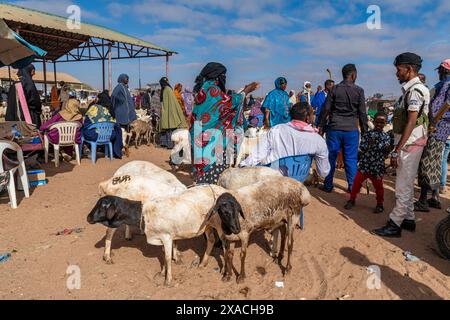 Ziegen auf dem Rindermarkt, Burao, Südost-Somaliland, Somalia, Afrika Copyright: MichaelxRunkel 1184-11372 nur redaktionelle Verwendung Stockfoto