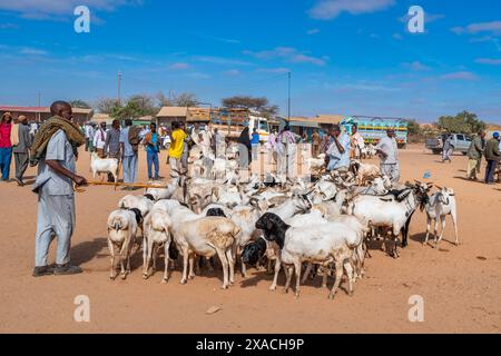 Ziegen auf dem Rindermarkt, Burao, Südost-Somaliland, Somalia, Afrika Copyright: MichaelxRunkel 1184-11377 nur redaktionelle Verwendung Stockfoto