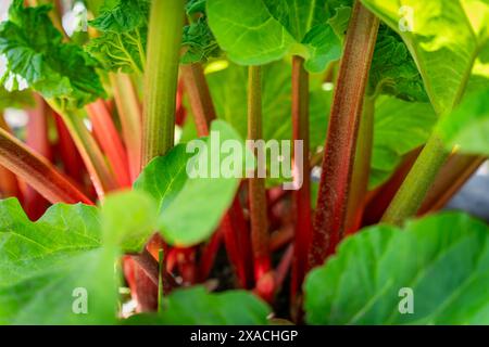 Reife rote Stämme von Rhabarber (Rheum rhabarbarum), die im Gemüsegarten wachsen. Roter Rhabarber. Stockfoto