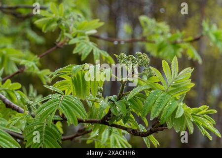 Blühende Blüte eines vogelbaums, Sorbus aucuparia, im Frühling nach Regen. Eberesche, Eberesche, Eberesche. Grüner Hintergrund. Stockfoto