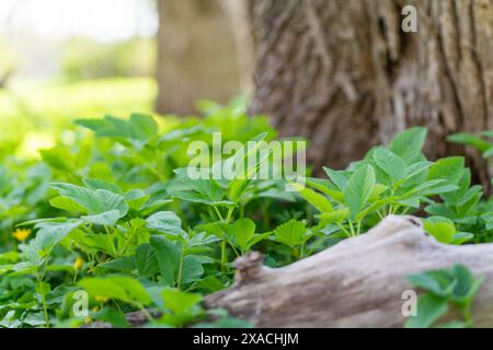 Frische junge Goutweed-Blätter, die im Frühjahr als Nahrung verwendet werden. Grüner Hintergrund. Selektiver Fokus. Aegopodium podagraria, gemeinhin als Grundelder bezeichnet. Stockfoto