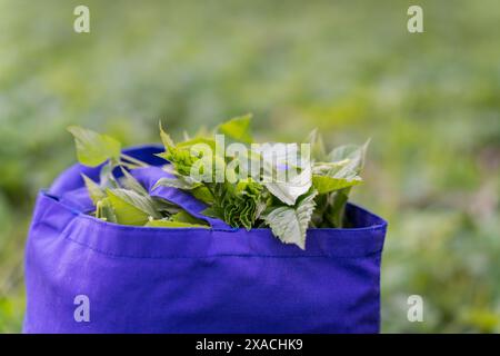 Frische junge Goutweed-Blätter in der Tasche, die im Frühjahr als Nahrung verwendet werden. Grüner Hintergrund. Selektiver Fokus. Stockfoto