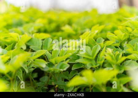 Frische junge Goutweed-Blätter, die im Frühjahr als Nahrung verwendet werden. Grüner Hintergrund. Selektiver Fokus. Aegopodium podagraria, gemeinhin als Grundelder bezeichnet. Stockfoto