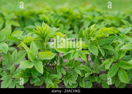 Frische junge Goutweed-Blätter, die im Frühjahr als Nahrung verwendet werden. Grüner Hintergrund. Selektiver Fokus. Aegopodium podagraria, gemeinhin als Grundelder bezeichnet. Stockfoto