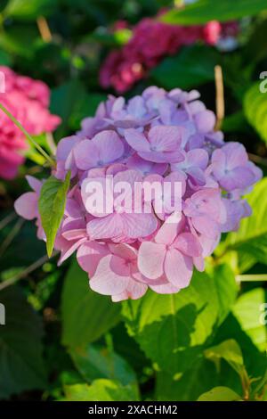 Bilder von Japan – Hortensie, hellrosa und lila farbene Ajisai-Blüte in voller Blüte ist einzigartig auf der japanischen Landseite in der Regenzeit oder Tsuyu von Mitte Mai bis Ende Juni Stockfoto