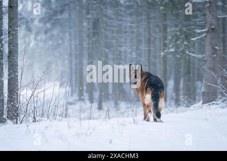 Deutscher Schäferhund im Wald an einem Wintertag und weißem Schnee. Der Deutsche Schäferhund diente als Hirte, Hüter und Verteidiger. Stockfoto