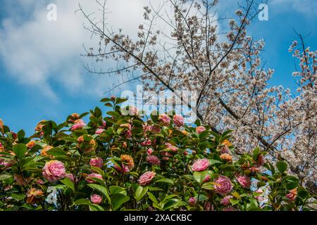 Kamelien und Kirschen blühen in Matsuyama Castle, Shikoku, Japan, Asien Copyright: MichaelxRunkel 1184-11677 Stockfoto