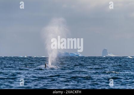 Nahaufnahme der seitlichen Flosse eines schlafenden Buckelwals Megaptera novaeangliae, der vor dem Hintergrund eines riesigen Tafeleisbergs in der Nähe der Graham Passage und der Charlotte Bay auf der Antarktischen Halbinsel eine Wasserwolke ausbläst Stockfoto