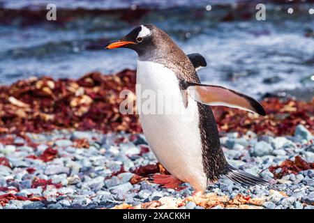 Nahaufnahme eines Gentoo-Pinguins - Pygoscelis papua - am felsigen Ufer der Trinity Island auf der Antarktischen Halbinsel Stockfoto