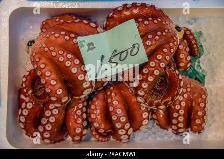 Frischer Tintenfisch auf dem Tsukiji Fish Market, Tokio, Honshu, Japan, Asien Copyright: MichaelxRunkel 1184-11880 Stockfoto