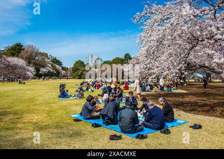 Picknick inmitten der Kirschblüte im Shinjuku-Gyoen Park, Tokio, Honshu, Japan, Asien Copyright: MichaelxRunkel 1184-11877 nur redaktionelle Verwendung Stockfoto