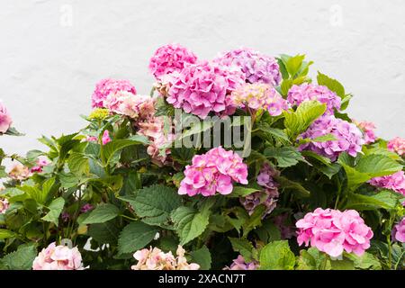 Fotografie von rosa und violetten Hortensie-Blüten auf Ästen mit grünen Blättern auf einem weiß gemalten Wandhintergrund Stockfoto