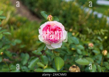 Nahaufnahme einer kleinen rosafarbenen englischen Rosenblüte auf einem unscharfen grünen Laubhintergrund Stockfoto