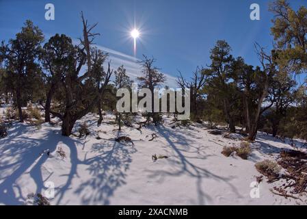 Der Kaibab Forest im Winter in der Nähe des Waldron Canyon westlich von Hermits Rest, Grand Canyon, Arizona, Vereinigte Staaten von Amerika, Nordamerika Copyright: Steven Stockfoto