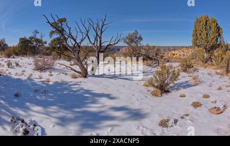 Der Kaibab Forest im Winter in der Nähe des Waldron Canyon westlich von Hermits Rest, Grand Canyon, Arizona, Vereinigte Staaten von Amerika, Nordamerika Copyright: Steven Stockfoto