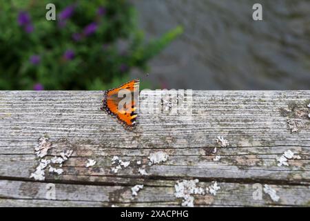 Flache Nahaufnahme eines kleinen orangen und schwarzen Schildpatt-Schmetterlings auf einer alten grauen Holzoberfläche auf einem verschwommenen Hintergrund Stockfoto