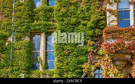 Ivy-überdachte Fassade des Christ Church College-Gebäudes. Oxford, England Stockfoto