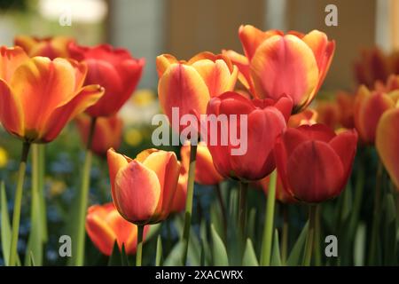 Nahaufnahme von roten und gelben frischen Tulpenblüten und Pflanzen Stockfoto