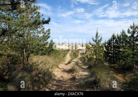 Kiefernwälder und Sanddünen, Brunnen am Meer, Nord-norfolk, england Stockfoto