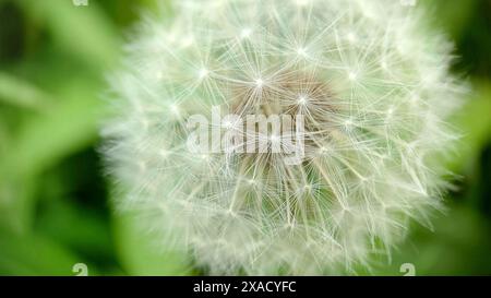 Nahaufnahme eines Löwenzahn-(Taraxacum-)Samenkopfes mit zarten weißen Samen vor einem verschwommenen grünen Hintergrund Stockfoto