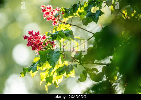 Rotblühende Rosskastanie (Aesculus carnea), Baden-Württemberg, Deutschland Stockfoto