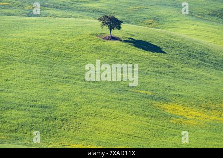 Maulbeerbaum (Morus) auf einem Feld mit blühendem gelben Besen (Genista tinctoria), Toskana, Italien Stockfoto