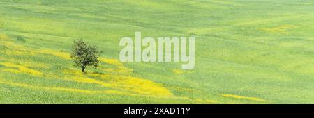 Maulbeerbaum (Morus) auf einem Feld mit blühendem gelben Besen (Genista tinctoria), Toskana, Italien Stockfoto