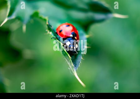 Marienkäfer an einer Distel, kleiner runder Käfer, rot mit schwarzen Flecken, Coccinella, Coccinellidae Stockfoto