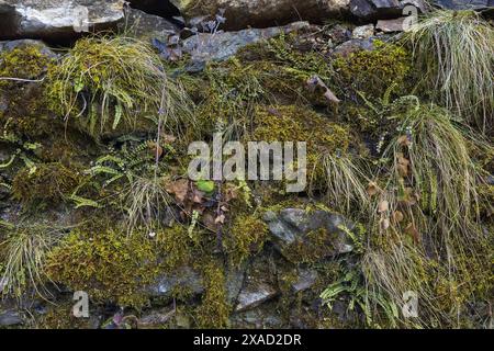 Nahaufnahme einer feuchten grauen Steinmauer mit grünem Moos, Farn, Gras und winzigen Pflanzen, natürlichem Felsen und grünem Texturhintergrund Stockfoto