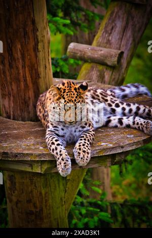 Ein Leopard auf einer hölzernen Plattform in einem bewaldeten Gebiet. Der Leopard hat einen gepunkteten Mantel und liegt mit ausgestreckten Vorderbeinen. Stockfoto