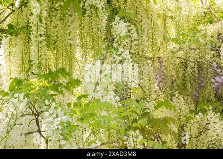 Wunderschöne grüne Wand mit Glyzinien und weißen Blumen. Vollbild. Unschärfe und selektiver Fokus Stockfoto