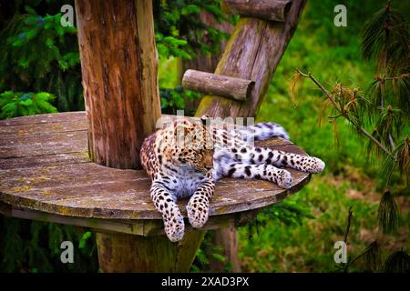 Ein Leopard auf einer hölzernen Plattform in einer üppigen grünen Umgebung, umgeben von Bäumen und Laub. Stockfoto