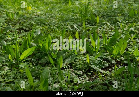 Sorrel (Rumex acetosa) Stockfoto