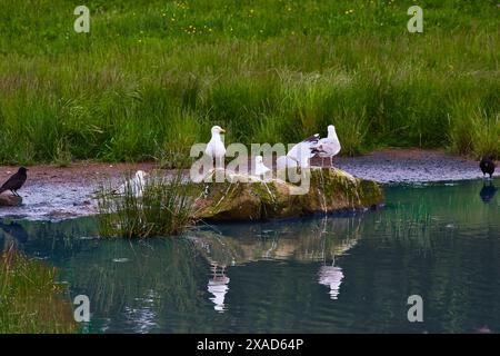 Eine Gruppe von Möwen und anderen Vögeln versammelte sich auf einem kleinen Felsen in einem Teich, umgeben von üppigem grünem Gras. Stockfoto