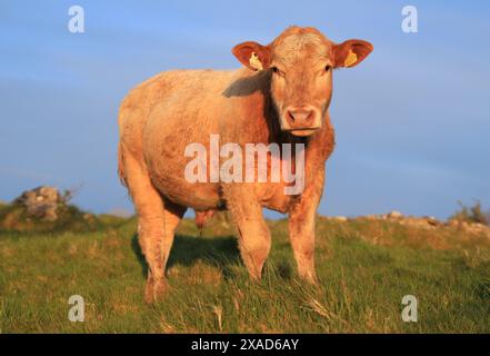 Rinder: Charolais züchtet im Frühjahr auf dem Ackerland Irlands auf dem Feld Stockfoto