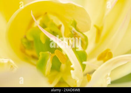 Extreme Nahaufnahme der Innenseite einer Tulpe - Staubblätter und Pistil. Unschärfe und weiche Fokussierung. Makrofoto Stockfoto