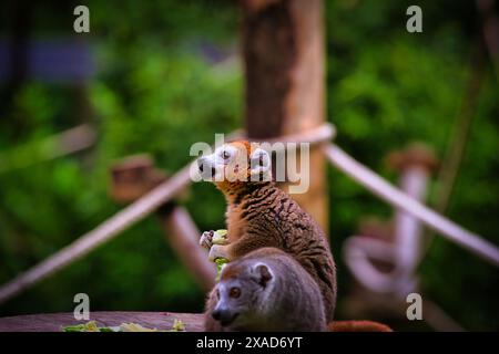 Zwei Lemuren sitzen auf einer hölzernen Plattform in einer üppigen grünen Umgebung. Ein Lemur schaut nach oben, während er Nahrung hält, und der andere ist teilweise visib Stockfoto