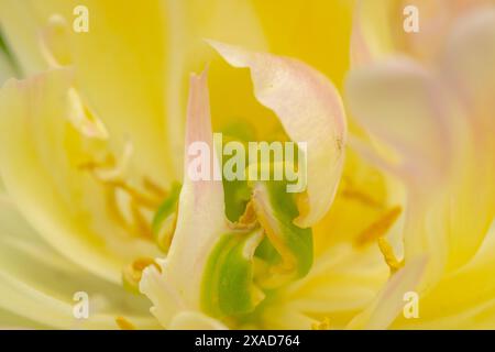 Extreme Nahaufnahme der Innenseite einer Tulpe - Staubblätter und Pistil. Unschärfe und weiche Fokussierung. Makrofoto. Blumenhintergrund Stockfoto