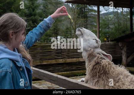 Das Teenager-Mädchen ernährt weiße Schafe hinter einem Zaun in einem Naturschutzgebiet. Seitenansicht Stockfoto