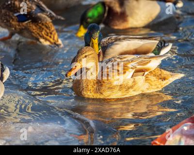 Entenherde, die auf dem eisgefrorenen Teich des Stadtparks spielen und schwimmen. Vögel in Wintermöwen, Enten schwimmen in einem teilweise gefrorenen See Stockfoto