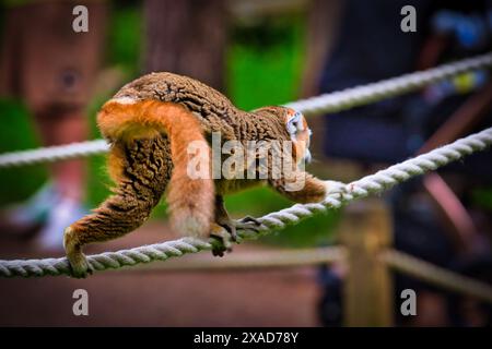 Ein Lemur, der an einem Seil in einem Zoo oder Wildpark spaziert. Der Hintergrund ist unscharf und konzentriert sich auf die Bewegung und das Gleichgewicht des Lemuren. Stockfoto