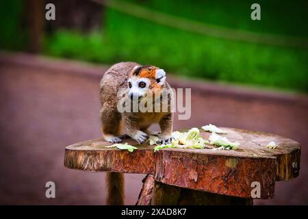 Ein brauner Lemur mit weißen Gesichtsmarkierungen und orangefarbenem Fell auf dem Kopf steht auf einer Holzplattform und isst Blattgemüse. Der Hintergrund ist unscharf Stockfoto