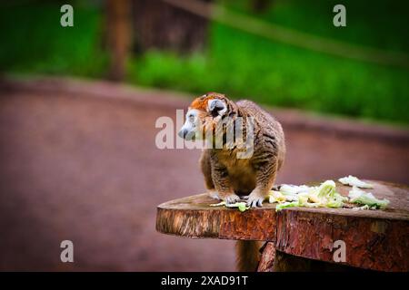 Ein roter, geraffter Lemur, der auf einem Baumstamm steht, mit Kohlstücken um ihn herum in einem bewaldeten Gebiet. Stockfoto