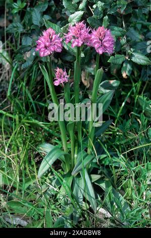 Dreizahnorchidee (Neotinea tridentata), Orchidaceae. Knollenkraut, spontane Orchidee, Wildpflanze. Rosafarbene Blumen. Stockfoto