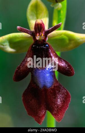 Fliegenorchidee (Ophrys insectifera), Orchidaceae. Wilde europäische Orchideen. Seltene Pflanze. Italien, Toskana. Stockfoto