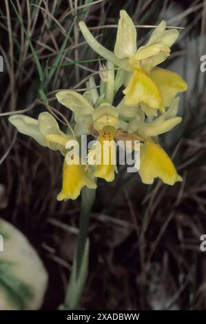 Spärlich blühende Orchidee (Orchis pauciflora), Orchidaceae. Wilde europäische Orchideen. Italien, Toskana. Stockfoto