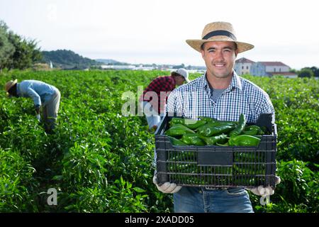 Mann Gärtner sammeln grünen Paprika Stockfoto