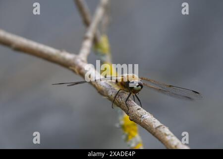 Dragonfly ruht auf einem kleinen Zweig Stockfoto