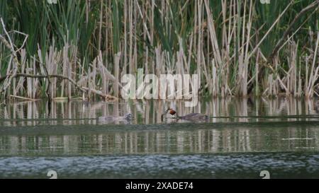 Ein großer Haubenvogel mit einem Fisch im Schnabel nähert sich einem Küken zum Füttern. Schilf im Hintergrund und ziemlich stilles Wasser, das die Spur jedes Vogels zeigt Stockfoto